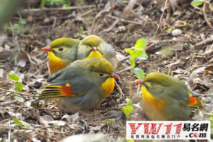 周公解夢,夢見鳥,夢到鳥