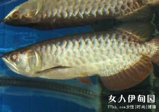 夢見大魚