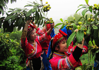 畬族的傳統(tǒng)節(jié)日,畬族的風(fēng)俗慣