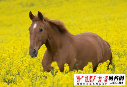 屬馬的幾月出生最好之屬馬人2016年運(yùn)勢(shì)分析