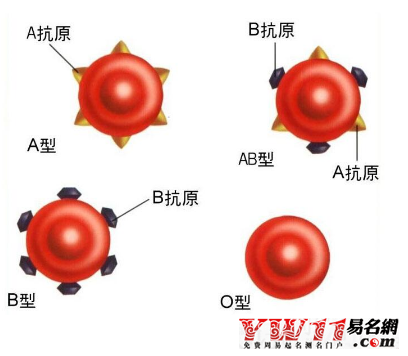 rh陰性血型