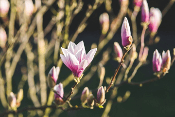 qq名字帶有花瓣符號的網(wǎng)名