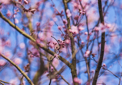 夢見樹開花