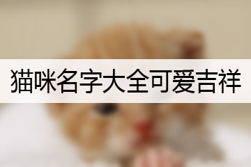 貓咪名字大全可愛吉祥