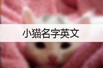 小貓名字英文