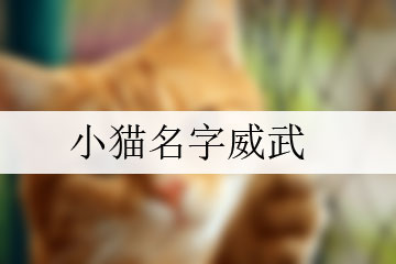 小貓名字威武