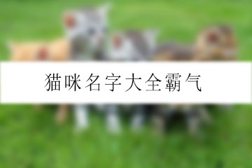 貓咪名字大全霸氣