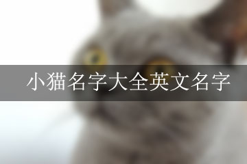 小貓名字大全英文名字