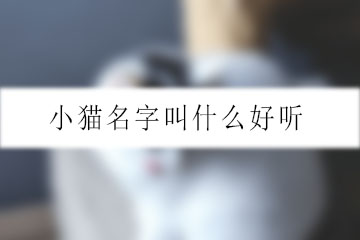 小貓名字叫什么好聽