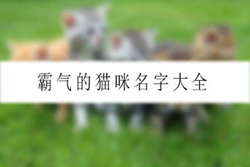 霸氣的貓咪名字大全