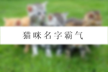 貓咪名字霸氣