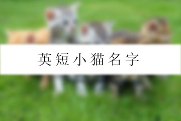 英短小貓名字