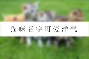 貓咪名字可愛洋氣