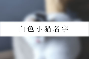 白色小貓名字