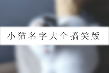 小貓名字大全搞笑版