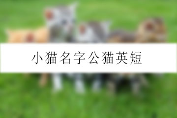 小貓名字公貓英短