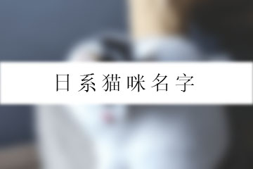 日系貓咪名字