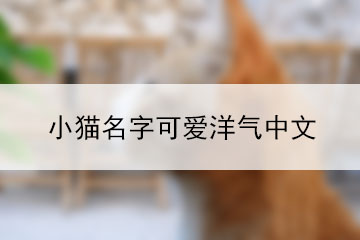 小貓名字可愛洋氣中文