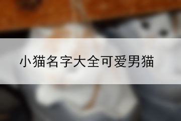 小貓名字大全可愛男貓