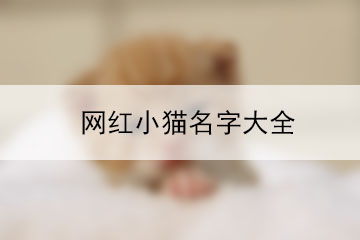 網(wǎng)紅小貓名字大全