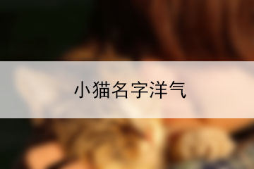 小貓名字洋氣