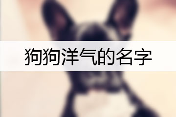 狗狗洋氣的名字