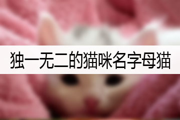 獨一無二的貓咪名字母貓