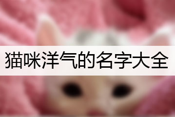 貓咪洋氣的名字大全