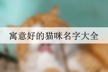 寓意好的貓咪名字大全