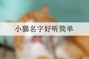 小貓名字好聽簡單